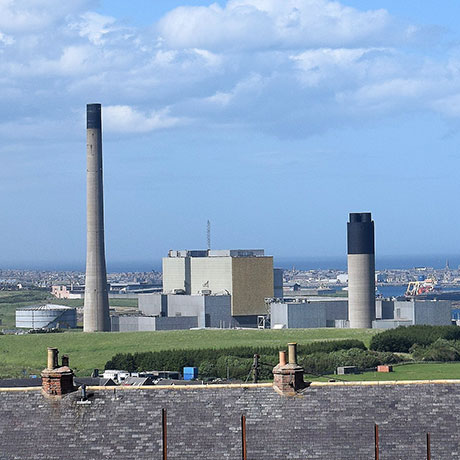 Seagull and Rodent Control